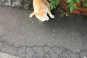 おんj、猫を語れない………