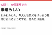ウチは秋田犬なんだけど、 いっつも「うわぁ～、大きい柴犬。」 って言われる。