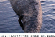 【日本海】福井県の海岸に巨大クジラが漂着！死因不明…全長18.5メートルのナガスクジラ