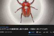 【画像】赤いカブトムシ同士を４年間交配させ続けた結果ｗｗｗｗｗｗｗｗｗｗｗ