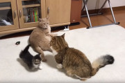 結果大オーライ！かわいい子猫が大人猫の喧嘩を防ぐ方法は人間の喧嘩にも効果的かも！
