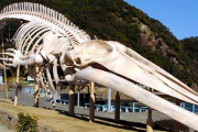 クジラさん、見た目に対して骨がかっこよすぎる