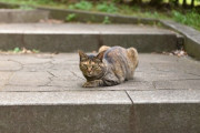 【ねこ画像】ずんずんねこ、おそとねこ ほか【再】