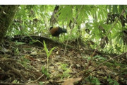 【朗報】絶滅認定された鳩さん、140年ぶりに見つかる