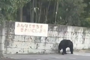 【動画】宇都宮に出没したクマさん結構でけえｗｗｗｗ