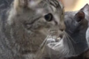 孤独死した老人、飼い猫30匹に食い尽くされる・・ 心臓や肺も失われ