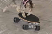 ネコはただ乗るだけじゃない。進む先にスケボーが並んでいた → 芸達者な猫はこうします…