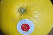 デカすぎる柚子買ってきたｗｗｗ（※画像あり）