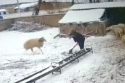 【中国】雪かきをしていた老人が羊にボコられてしまう衝撃映像。