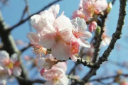 【画像】河津桜が咲き始めだった