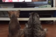 ヒト化が進む。犬と猫が仲良くならんで座りながらのテレビ鑑賞