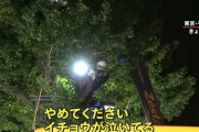 身体障害者「イチョウ並木の根で歩道がガタガタ」、知的障害者「やめてイチョウが泣いている」