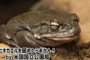 ヒキガエルを舐めるな！(物理）米国国立公園局が警告、ヒギガエルハイを求める人続出中