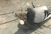 【画像】鳩の巣適当すぎワロタｗｗｗｗｗｗｗｗｗｗｗｗｗｗｗｗｗｗｗｗｗｗｗｗｗｗｗｗｗｗｗｗｗｗｗｗｗｗｗｗ
