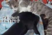 出産したばかりの母猫と子猫たちをねぎらうダックスフント