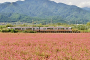 【画像】伊那高原の花畑にきた