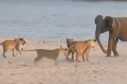 【動画】　ゾウさん、14頭のライオンに襲われるもの無事撃退するｗｗｗｗｗ