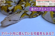 ニシキヘビ、脱走したアパートの天井裏にいる可能性か？住人「屋根裏から不審な音がする」