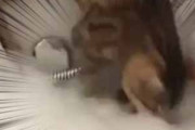 【ネコ】 私がお風呂に入っていると猫がやってきた。泡が気になる！ → 猫はこうなった…