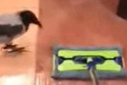 【イヌ】 私が床掃除をしていた。鳥がモップをつついてくる。邪魔しちゃダメ！ → 同居犬はこうします…