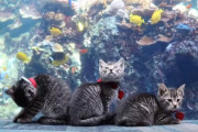 閉館中の水族館にいるカラフルな魚に夢中の子猫ちゃん達が可愛い！（アメリカ）