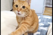 【動画】猫じゃらしは人間が動かしていると気づいてしまった猫ちゃん(*´д｀*)