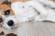 「旅立つ前にチョコを」　獣医師がペットと飼い主に贈る真心にSNSユーザー感涙