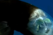 頭だけが透明で中身がぱっくり見える深海魚が不思議過ぎる…海外の反応