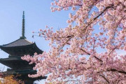 アメリカ人「京都の桜が過去1200年で最も早く満開になった！？やべえ！！」→日本人と驚きポイントが全然違った事が判明ｗｗｗｗ