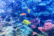 【画像】ワイが水族館で見つけた面白い魚の写真がこちらｗｗｗｗ