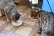 【動画あり】猫さん、とんでもないエサの食べ方をしてしまう