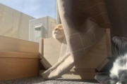 【画像】猫が生(映)えるプランター