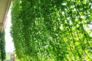 ゴーヤのつるで作った緑のカーテン。それが今日買い物から帰ったら、ネットもろとも無くなってた…