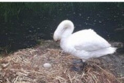 【悲報】白鳥のメス、少年らに卵を潰され傷心のあまり巣の中で息絶える…