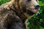 【動画】クマさん、おうちに帰ったらなんか変なのがいて困惑してしまう