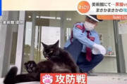 【癒し】尾道市立美術館の黒猫ケンちゃん、数カ月ぶりにあの警備員さんと再会！その様子がコチラ→