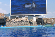 ワイ、水族館でイルカショーを堪能
