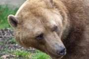 【動画】男さん、クマ出現に大慌てｗｗｗｗｗｗｗ