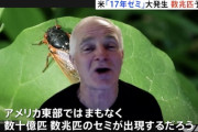 【悲報】アメリカ、17年周期のセミが一斉に付加する。最大で数兆匹になると予測