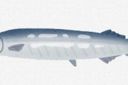 食べ方が一択の魚って何がある？