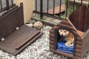 台風くるけど、犬を家の中に入れた方がいい？