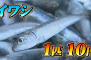 富山、イワシが獲れすぎて1匹10円に＼(^o^)／
