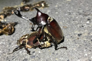 【※閲覧注意】カブトムシさん、轢き殺されたメスと交尾してしまう