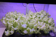 【画像】水耕栽培がクッソ楽しい件ｗｗｗｗｗｗｗ