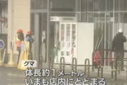 【悲報】秋田市のスーパーに立て籠ってる熊の捕獲方法ｗｗｗｗｗｗｗｗｗｗｗｗｗｗｗ