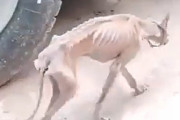 【動画】中国、都市封鎖の河南省、食糧不足で野良犬までも骨と皮になってしまう！