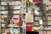 【動画】 コンビニに全長180cmの巨大トカゲが乱入　客は逃げだしトカゲは暴れ放題