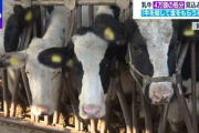 国「牛を殺したら１頭１５万円あげます！」４万頭の乳牛が殺処分されることに