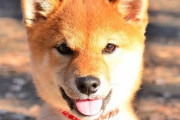 ペットショップにフラッとはいったら柴犬に最終値引きって札貼ってたんだが