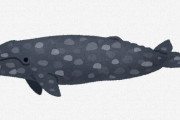 この動画のクジラデカすぎワロッタｗｗｗｗｗｗｗ